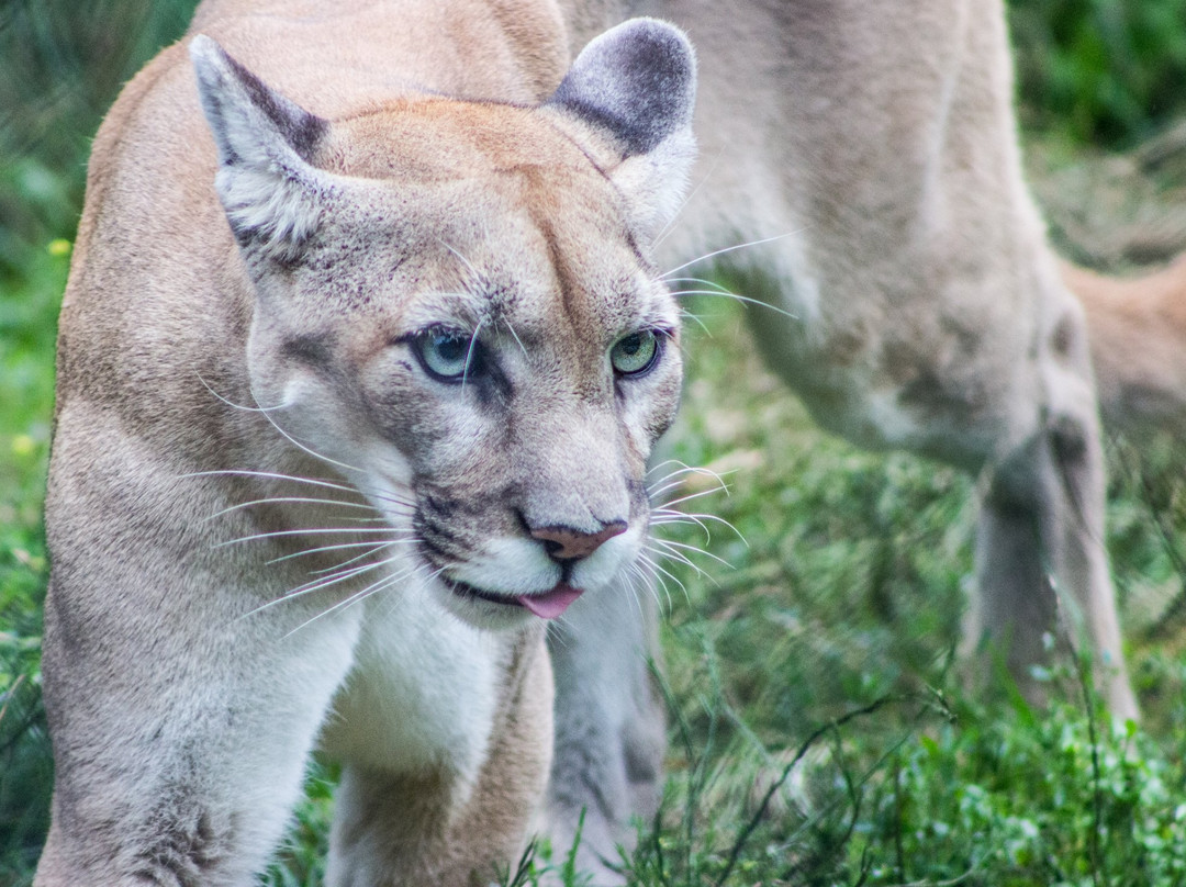 Pine Grove Zoo-Little Falls必去景点