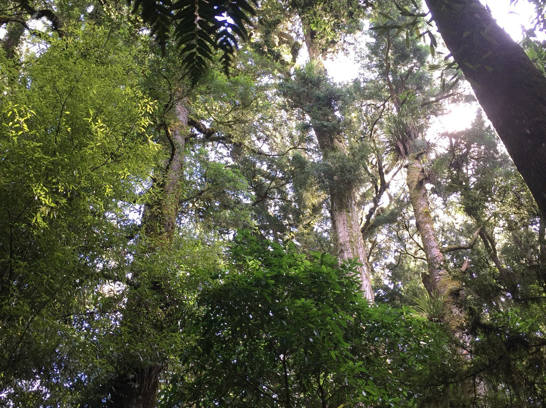 Pureora Forest Park景点图片