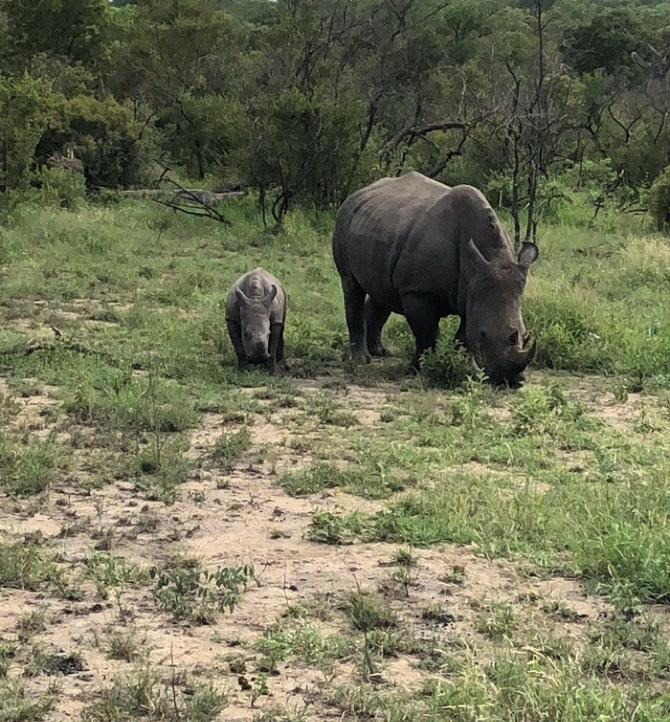 阿拉修萨野生动物园酒店主图