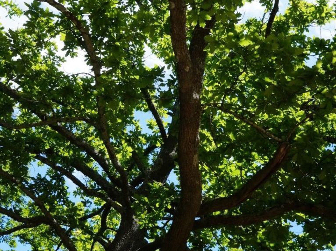 Oak Forest-Harcourt必去景点