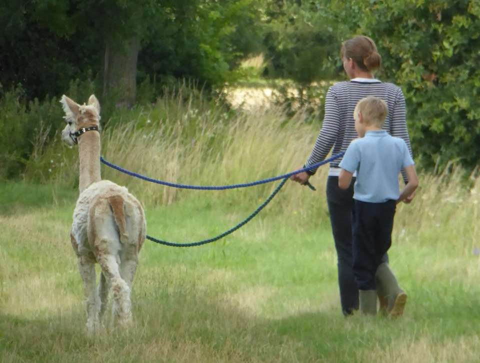 Free Range Fibre Alpacas-迪斯必去景点