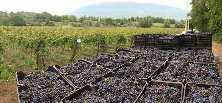 Vigneto e Cantina Luca Sbardella-Piglio必去景点