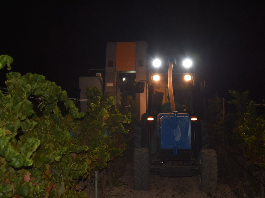 Terre di Noto - Vigneti e Cantine景点图片
