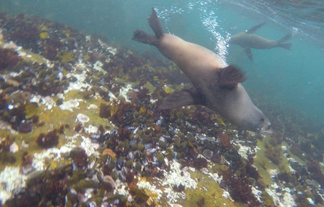 Animal Ocean Seal Snorkeling景点图片