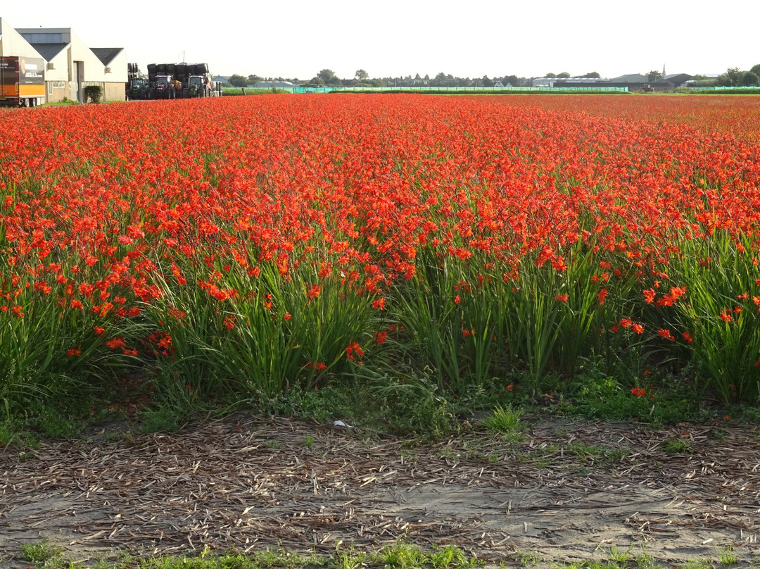 Noordwijkerhout Tourist Office-诺德韦克豪特必去景点