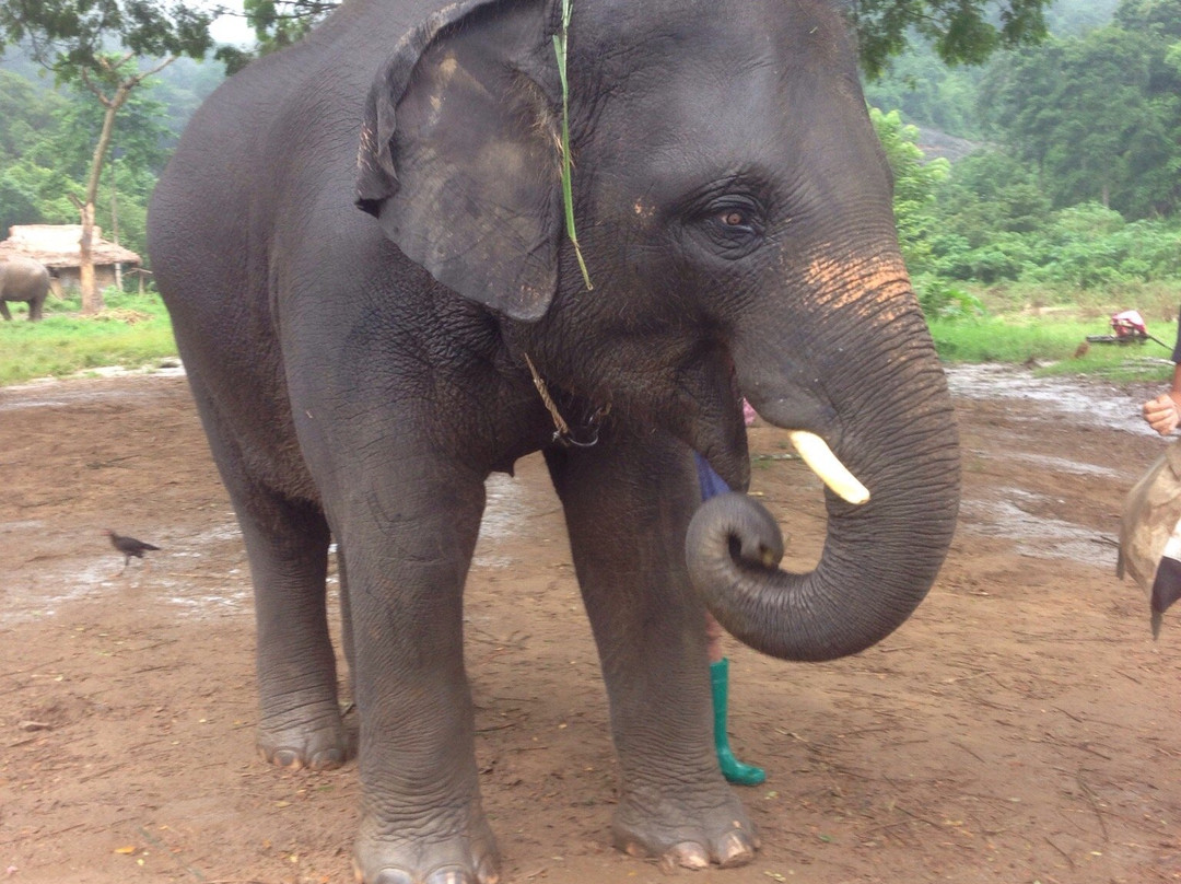 Mayrin Elephant Family Camp-夜登必去景点