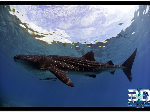 3D Diving Sipalay-Cauayan必去景点