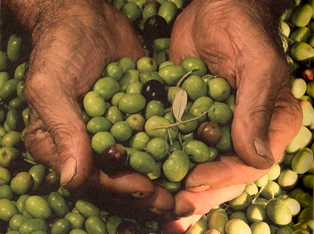 Cisano旅游景点-Frantoio Veronesi