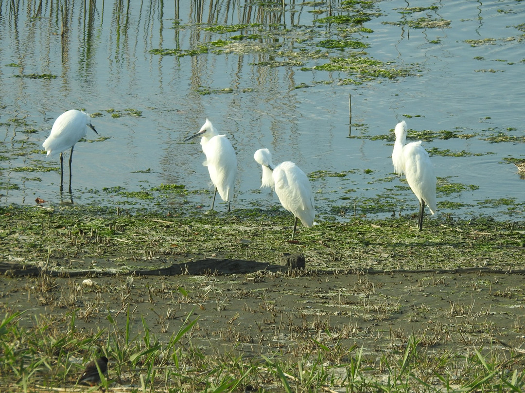Yatsu Tidal Flats-习志野市必去景点