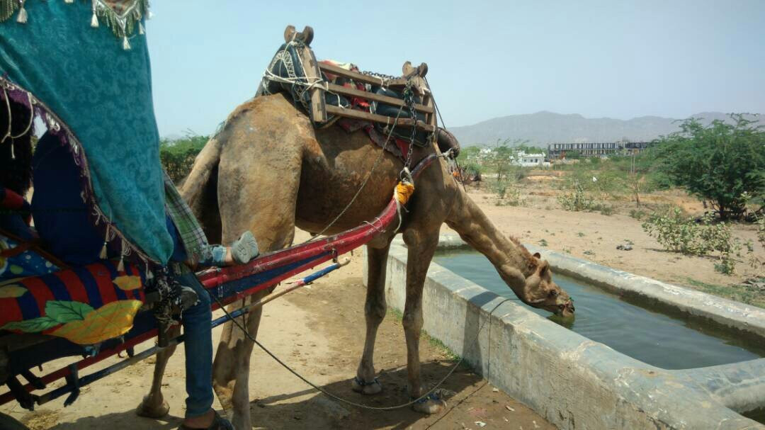 Dharma Camel Safari Pushkar景点图片