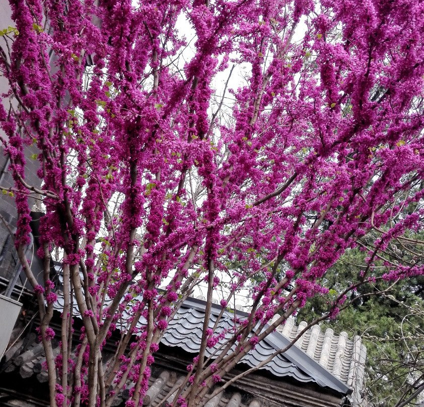 大觉寺-北京市必去景点