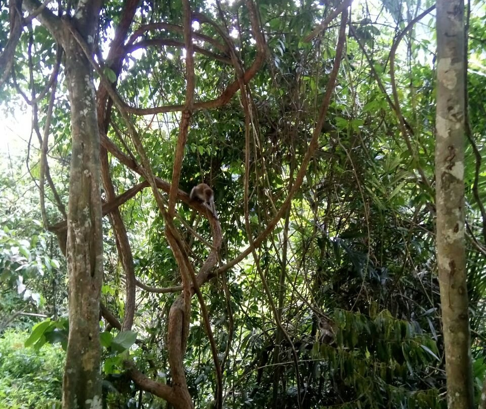 Pulai Waterfall景点图片