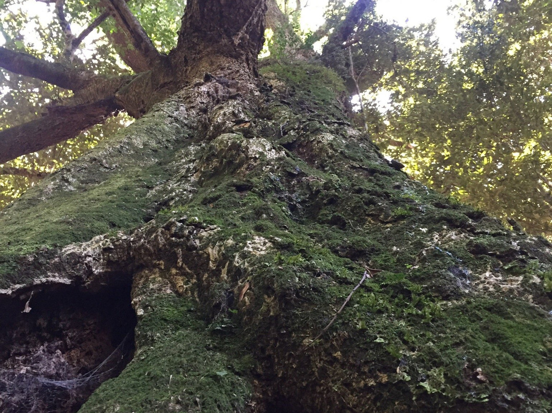 Reserva Forestal Edmundo Winkler-Frutillar必去景点