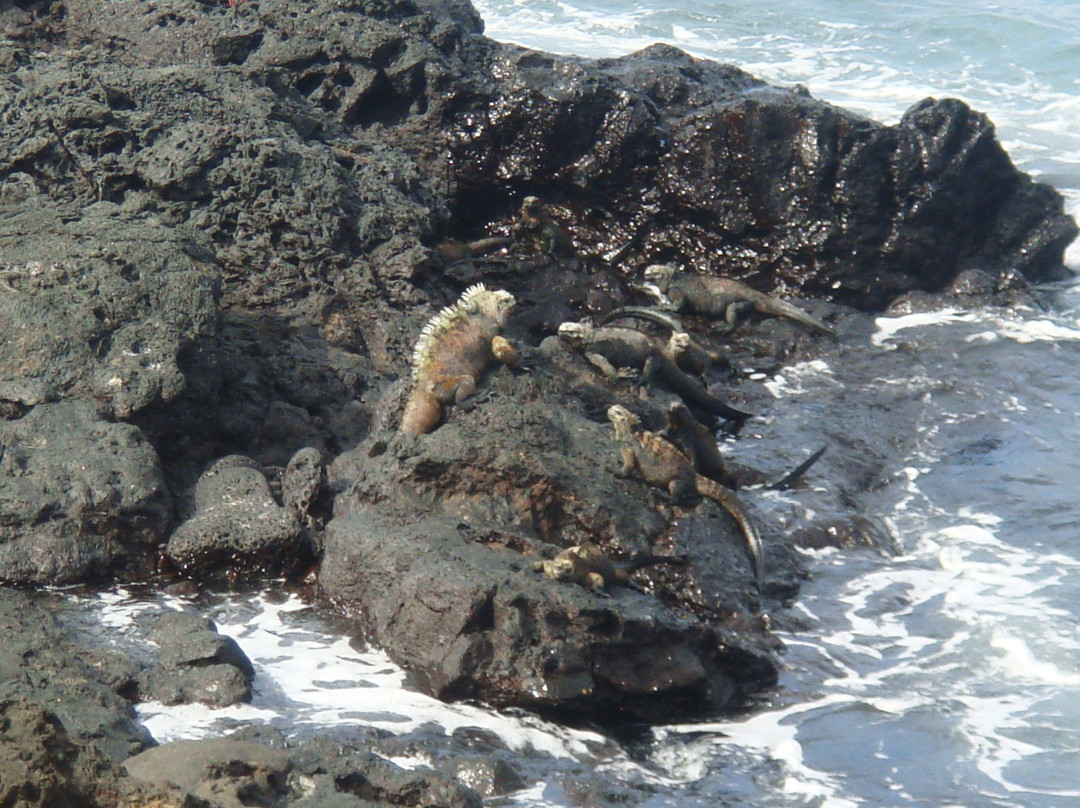 Fernandina旅游攻略图片