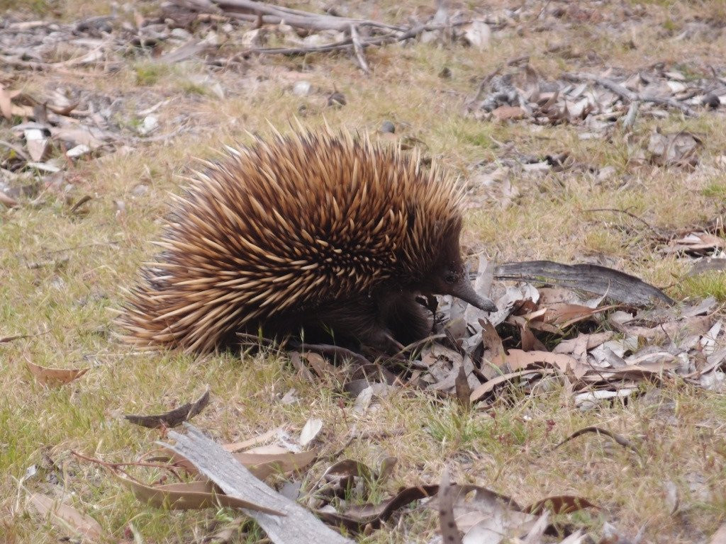 Kangaroo Island Wilderness Trail-袋鼠岛必去景点