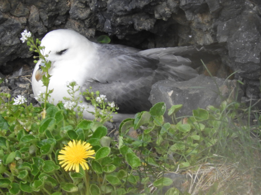 Rauðanes Point-胡萨维克必去景点