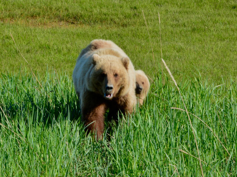 Bearfoot Tours-荷马必去景点