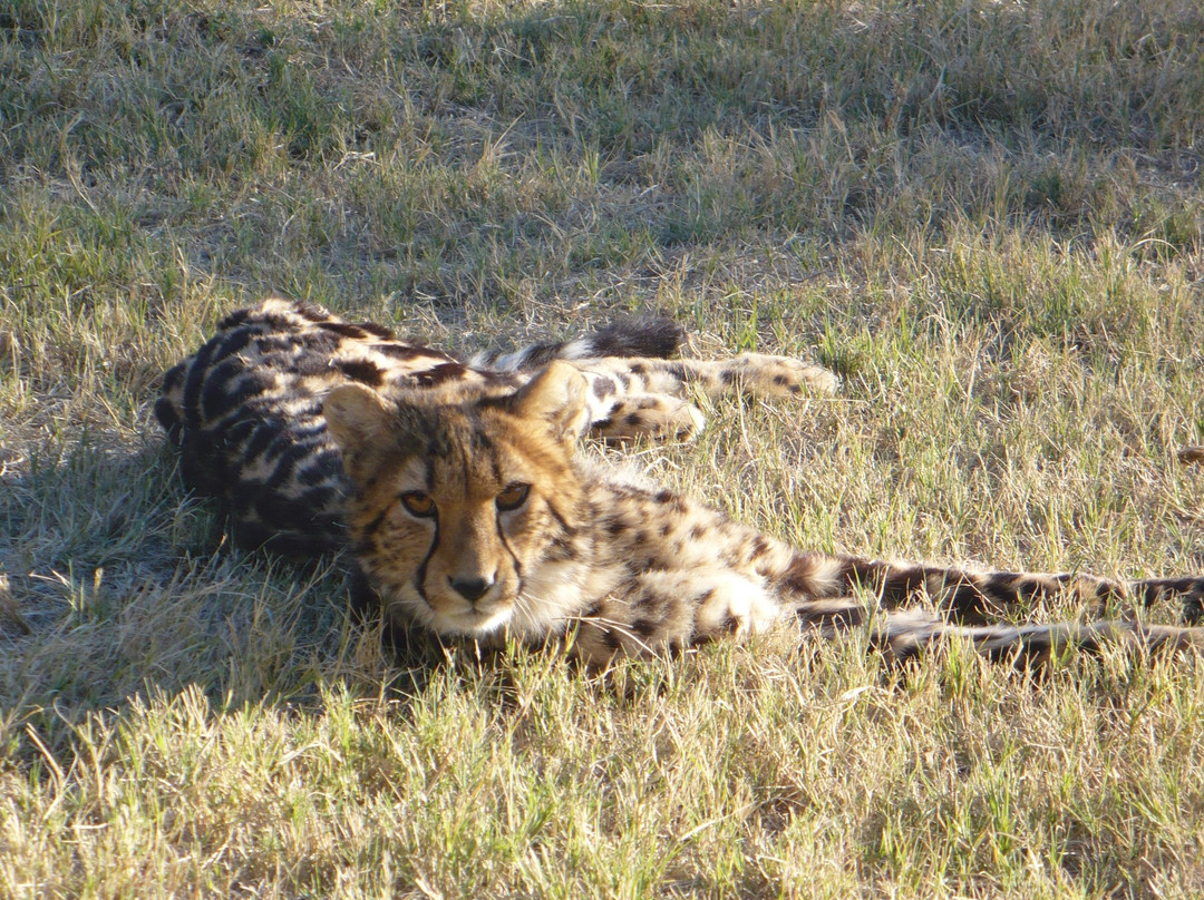 De Wildt Shingwedzi Cheetah Ranch-贝拉贝拉必去景点