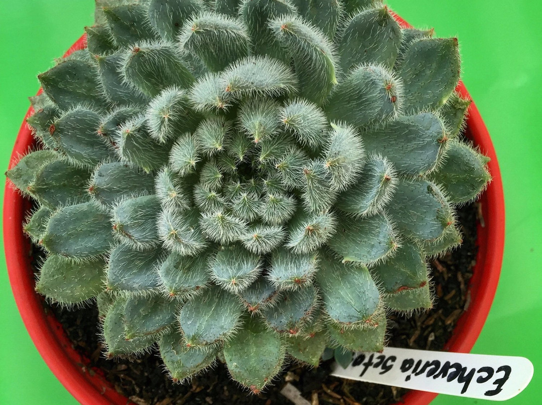 Vivero Crisalide景点图片