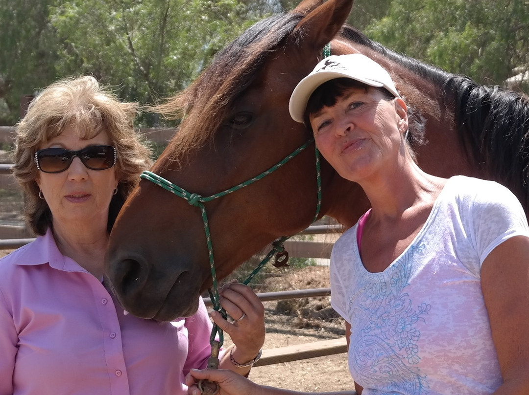 Healing Horse-Bonsall必去景点