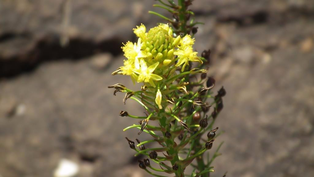 Naude's Nek Pass (R396)-Maclear必去景点