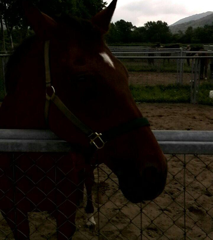 JRA Hidaka Ikusei Ranch-浦河町必去景点