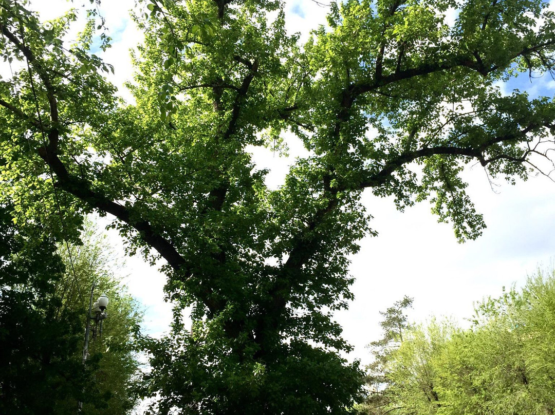 Poplar on the Square of Fallen Fighters-伏尔加格勒必去景点