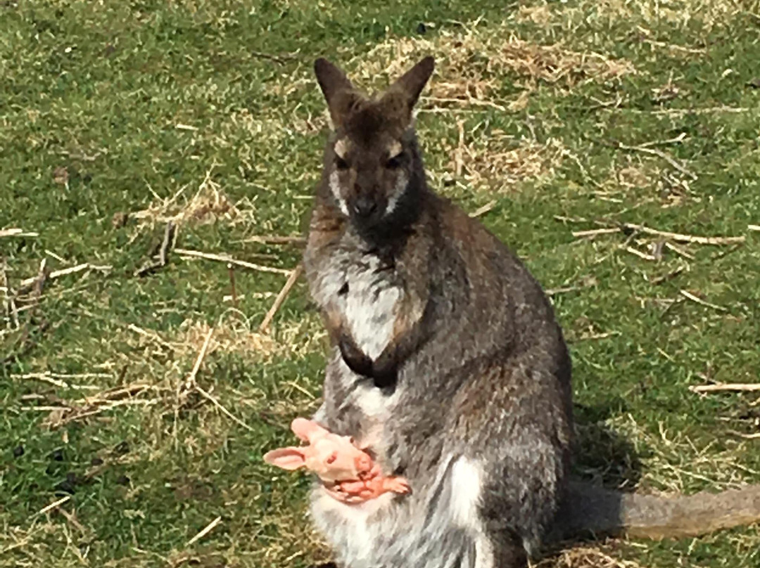 Paradise Found Educational Farm Park-Sapcote必去景点