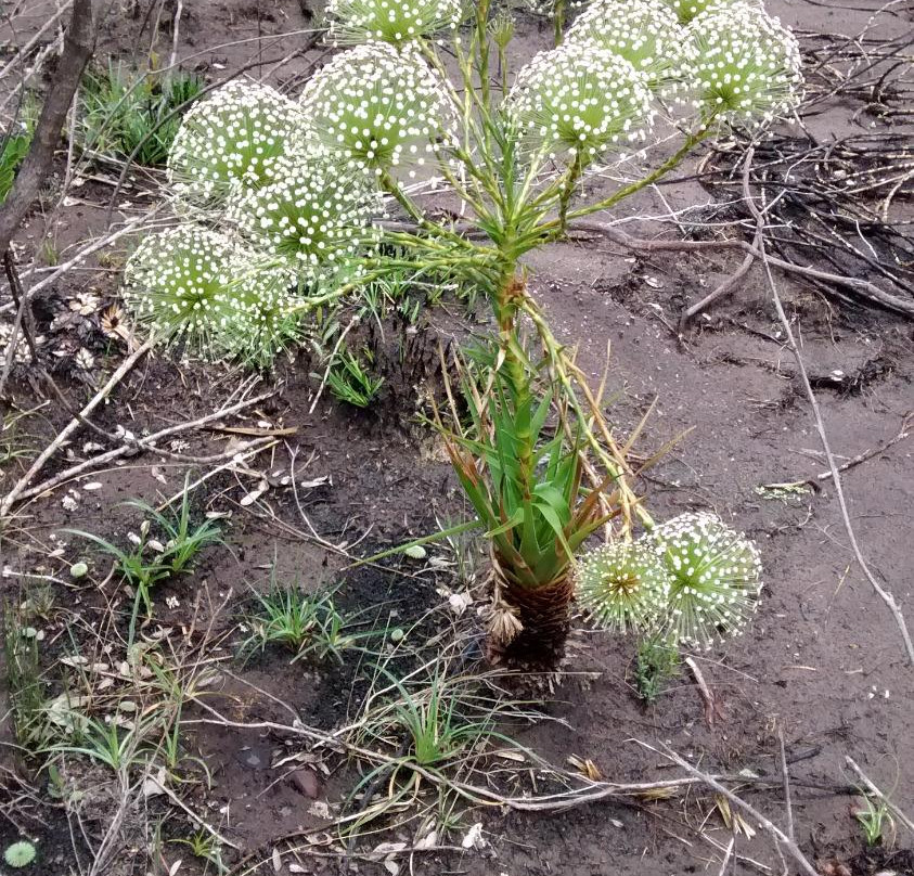 Cachoeira Córrego de Pedras