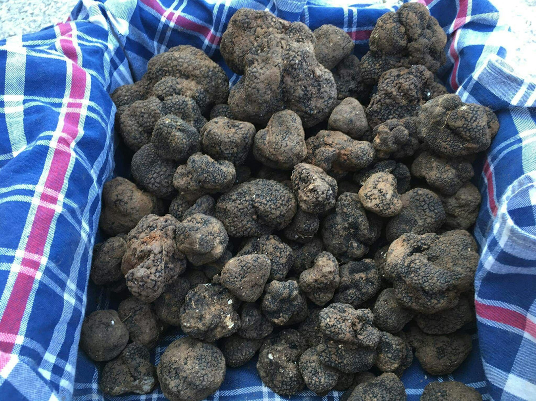Premium Truffles-Motovun必去景点