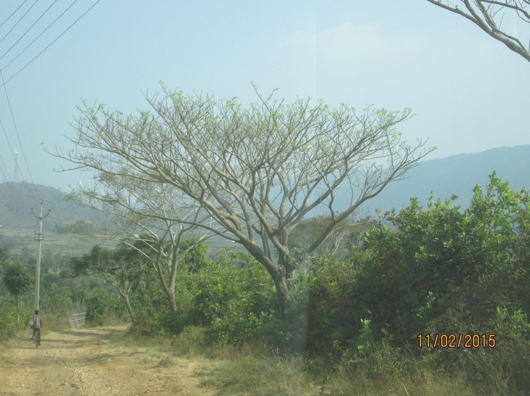 Attapadi Reserve Forest-Palakkad必去景点