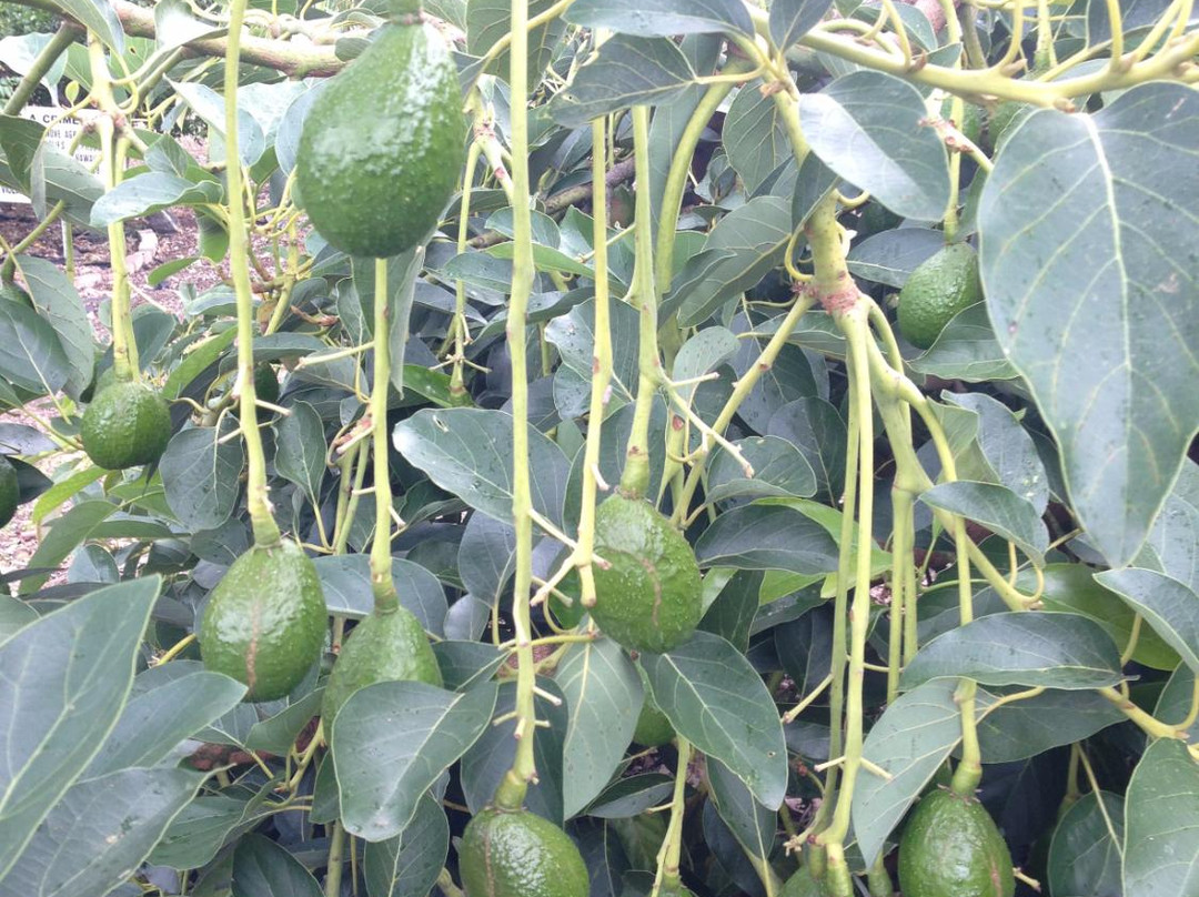 Kona Pacific Farmers Cooperative-库克船长必去景点