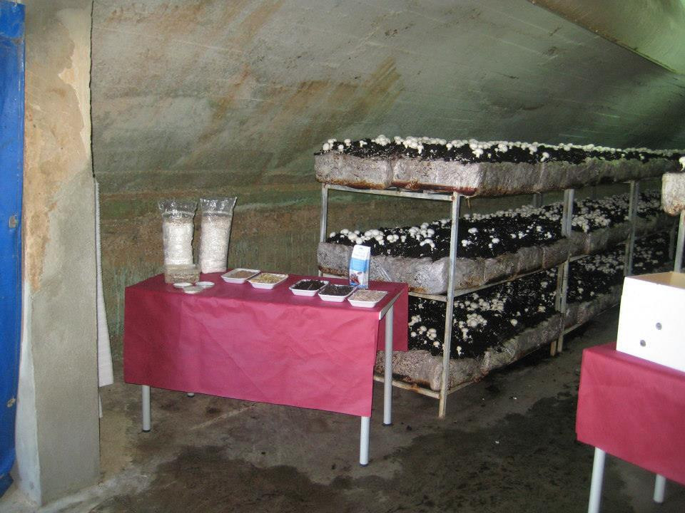 Fungiturismo-Pradejon必去景点