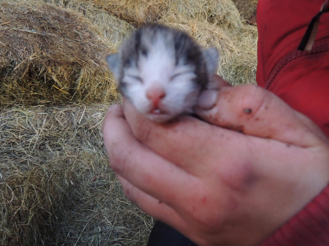 Iceland Horse Tours-Saudarkrokur必去景点