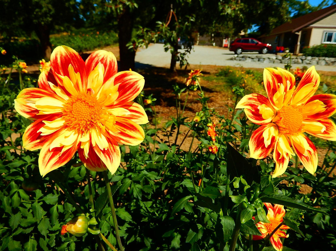 Ferncliff Gardens-米逊必去景点