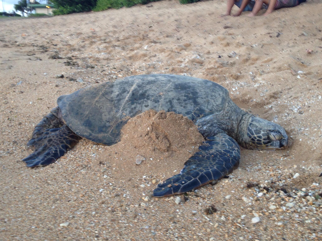 Haleiwa Alii Beach Park-哈雷瓦必去景点