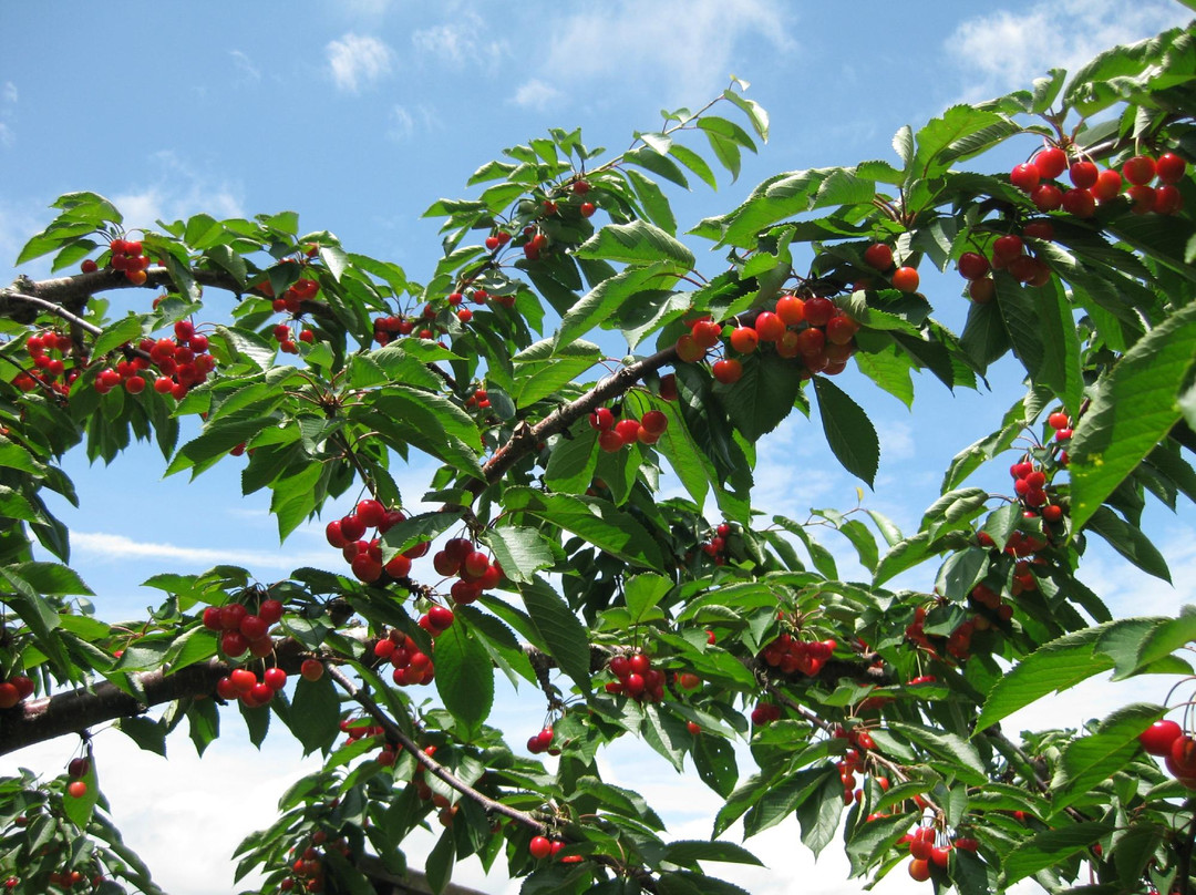 Sakuranboyama Kanko Firm