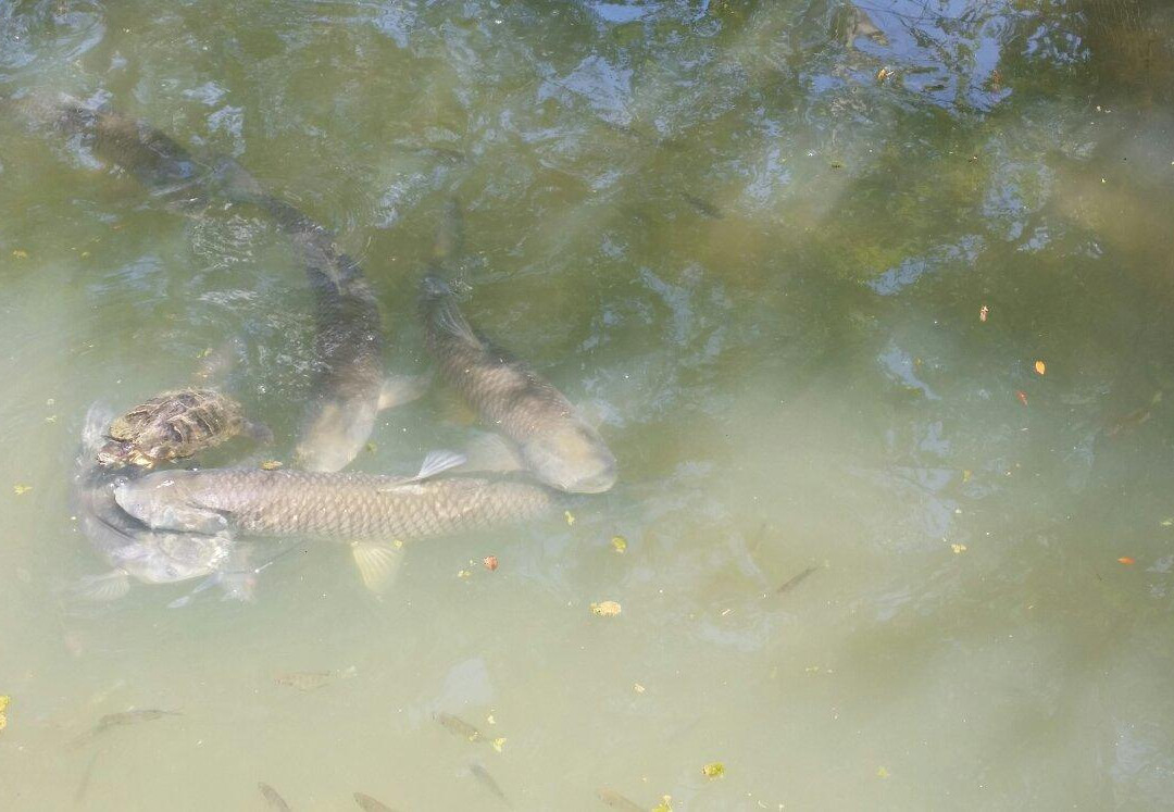 Warm Springs Regional Fisheries Center-Warm Springs必去景点