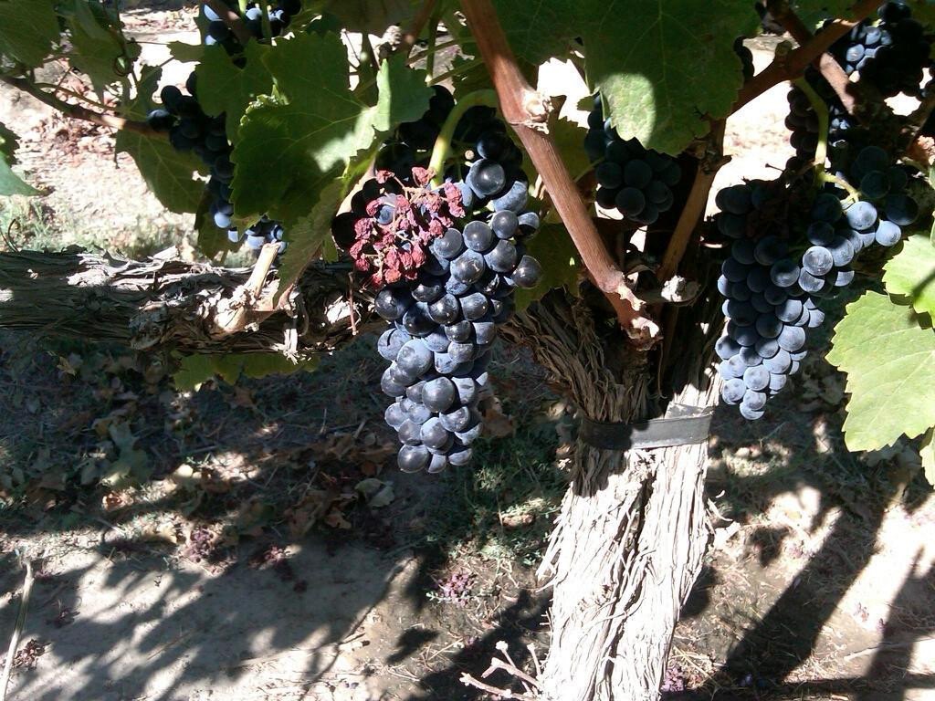 Northwest Cellars-柯克兰必去景点