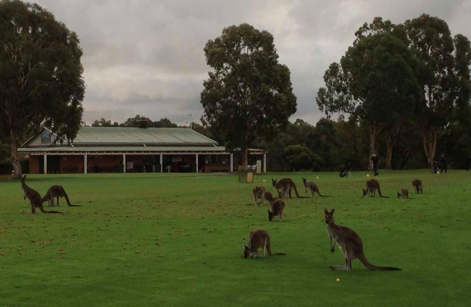 Carramar Golf Course景点图片