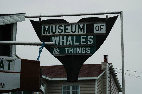 Museum of Whales and Things景点图片