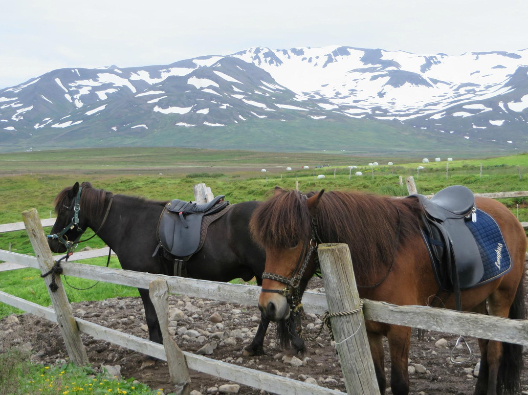 Langhús Farm-Skagafjordur必去景点