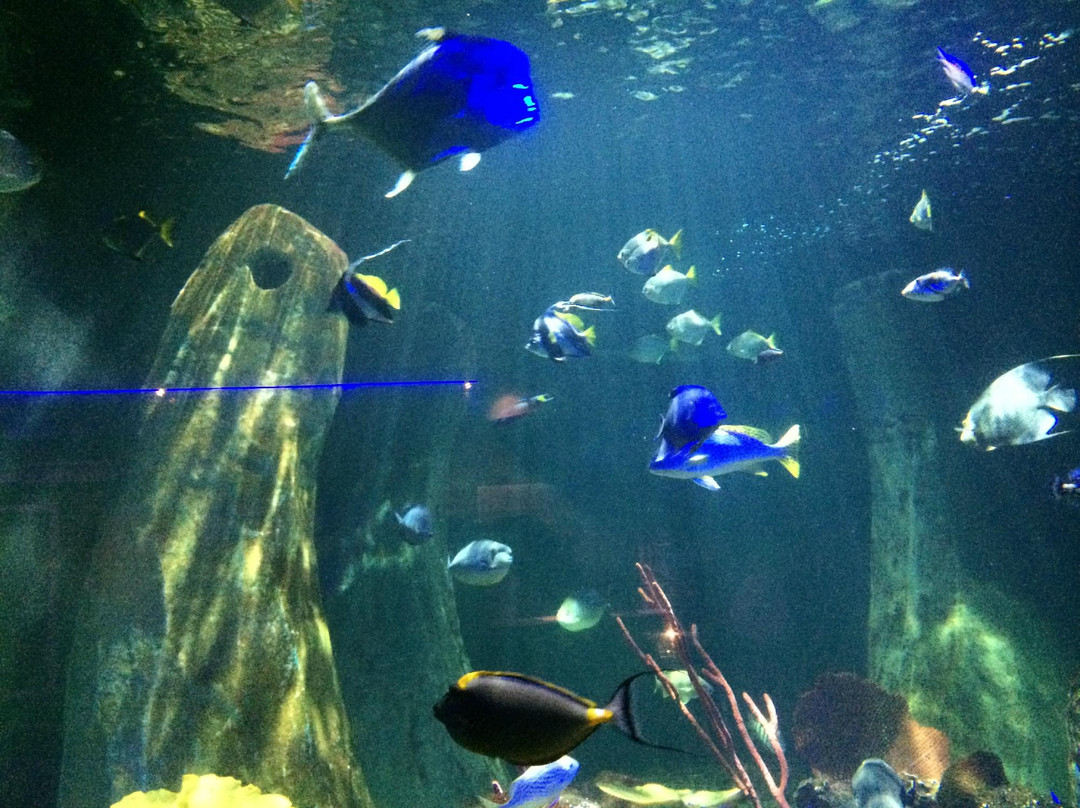 2024年10月National Sea Life Centre景点攻略National Sea Life Centre门票预订地址图片National Sea Life Centre