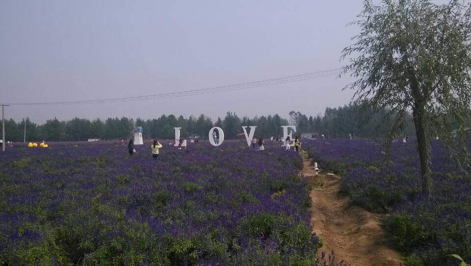 紫海香田薰衣草庄园-石家庄市必去景点