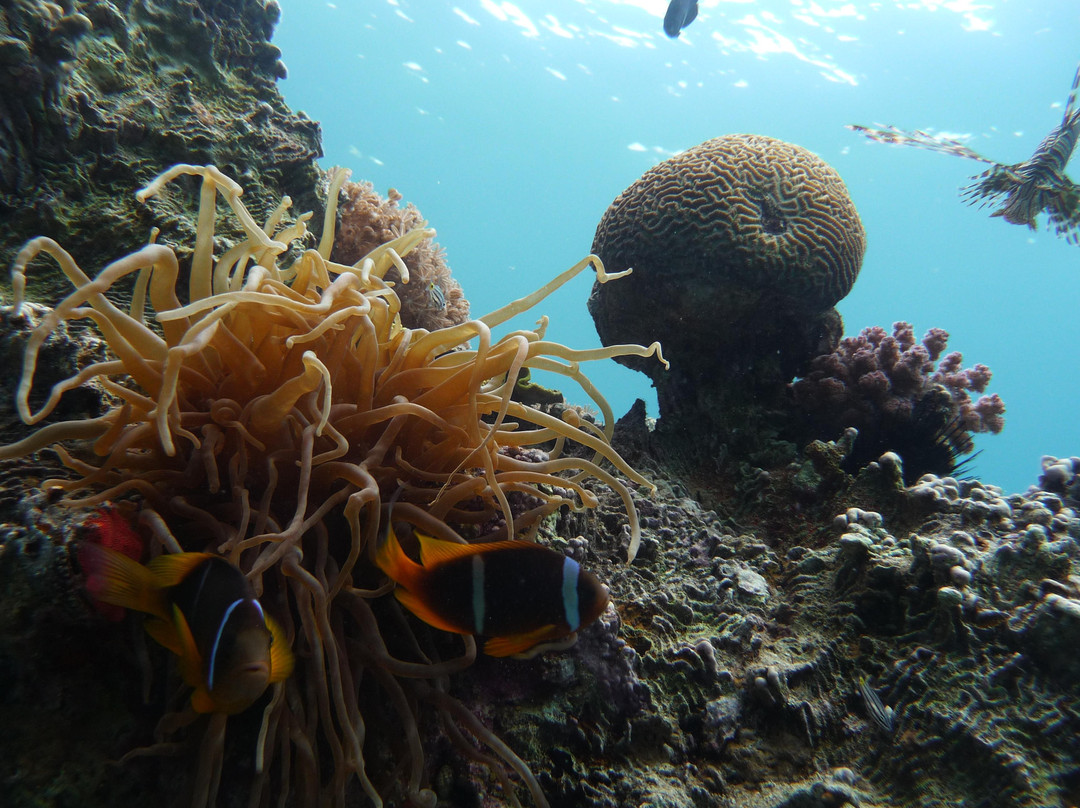 Hurghada's Anchor Diving Center-赫尔格达必去景点
