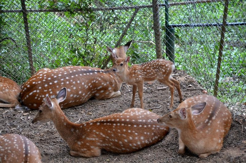 天堂公园农场-苏梅岛必去景点
