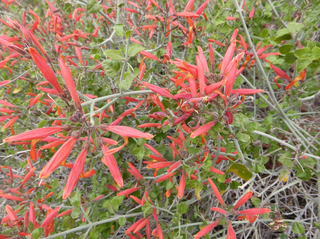 Vulture Peak Trail-Wickenburg必去景点