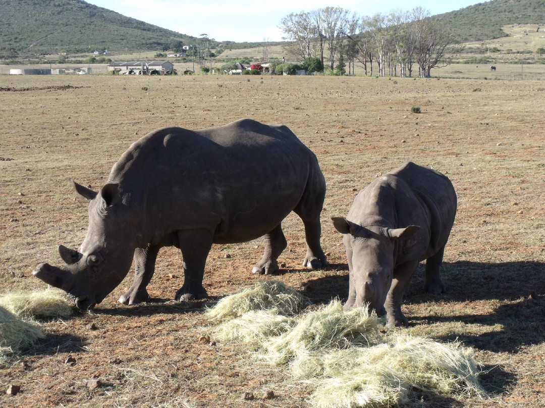 Umkhondo Big Five-阿尔贝蒂娜必去景点
