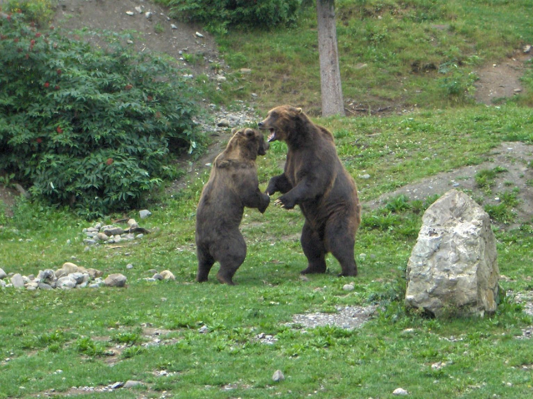 阿拉斯加动物园-安克雷奇必去景点