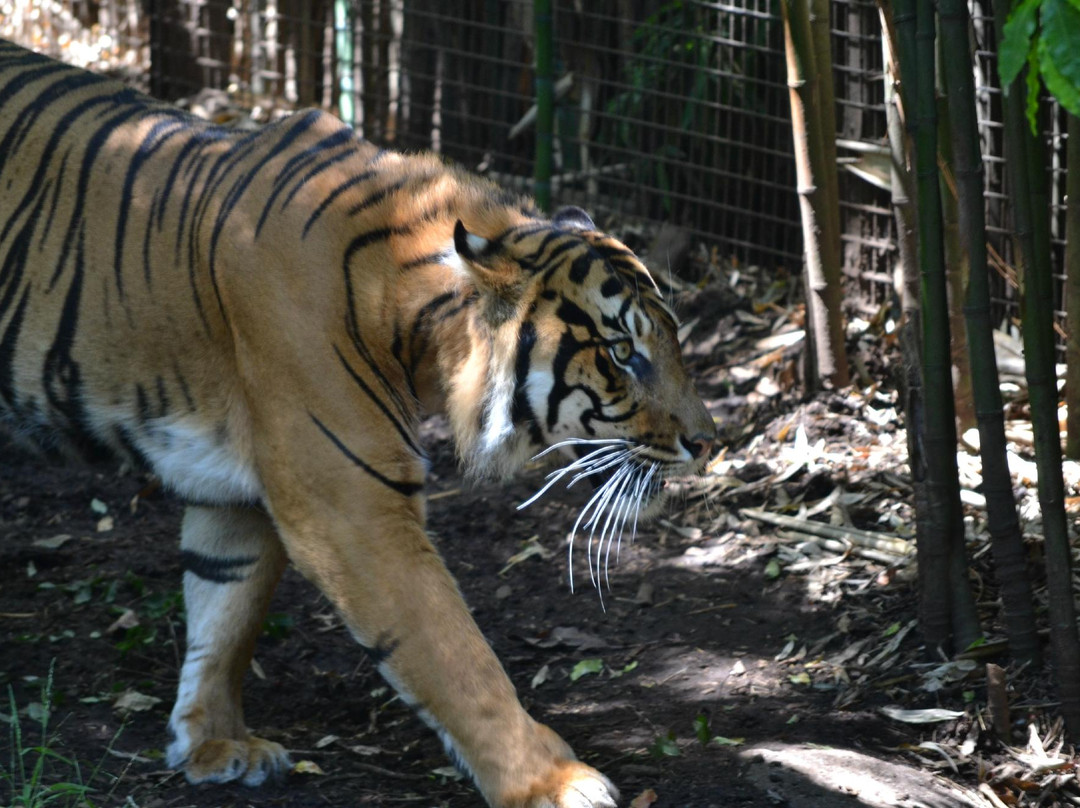 墨尔本动物园-墨尔本必去景点